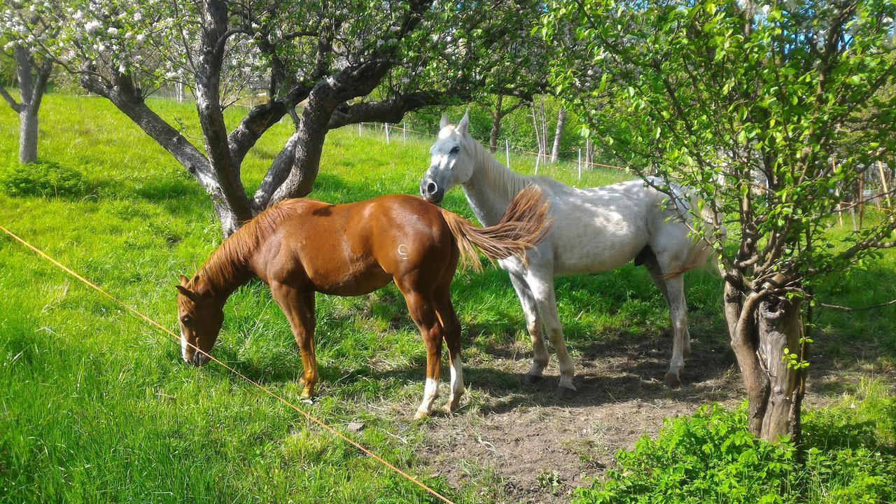 Il Cardo Trentino Appartement Bedollo Buitenkant foto