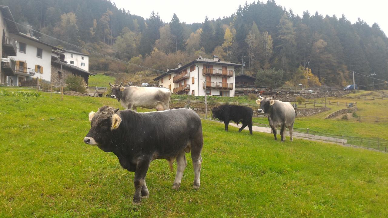 Il Cardo Trentino Appartement Bedollo Buitenkant foto